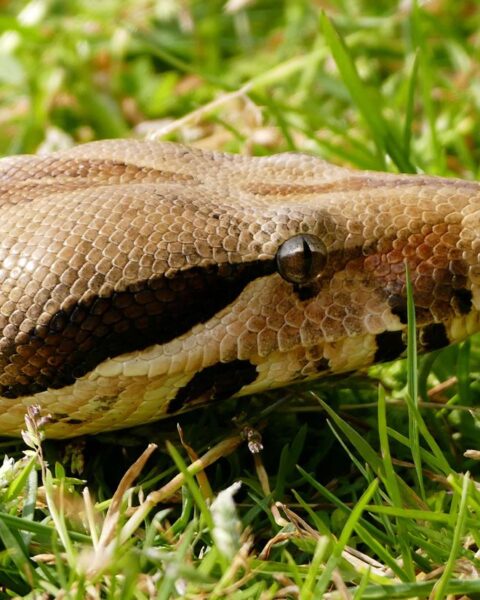 Un boa constrictor abandonné retrouvé mort près d'un étang dans le Lot-et-Garonne