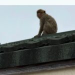 Un singe magot, espèce menacée, capturé à Jouy-en-Josas dans les Yvelines