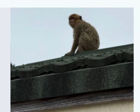 Un singe magot, espèce menacée, capturé à Jouy-en-Josas dans les Yvelines