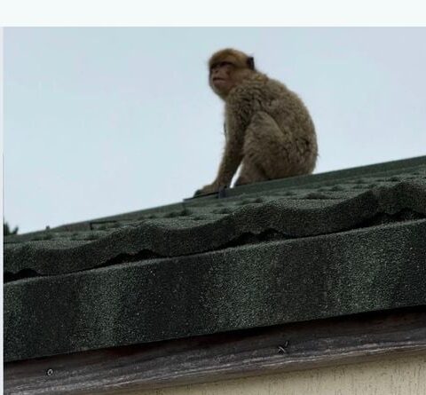 Un singe magot, espèce menacée, capturé à Jouy-en-Josas dans les Yvelines