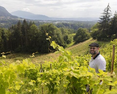 Une association de restaurateurs secourt les vignerons de Haute-Savoie face aux aléas climatiques