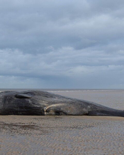Une baleine de 11 mètres échouée en décomposition sur la plage de Calais