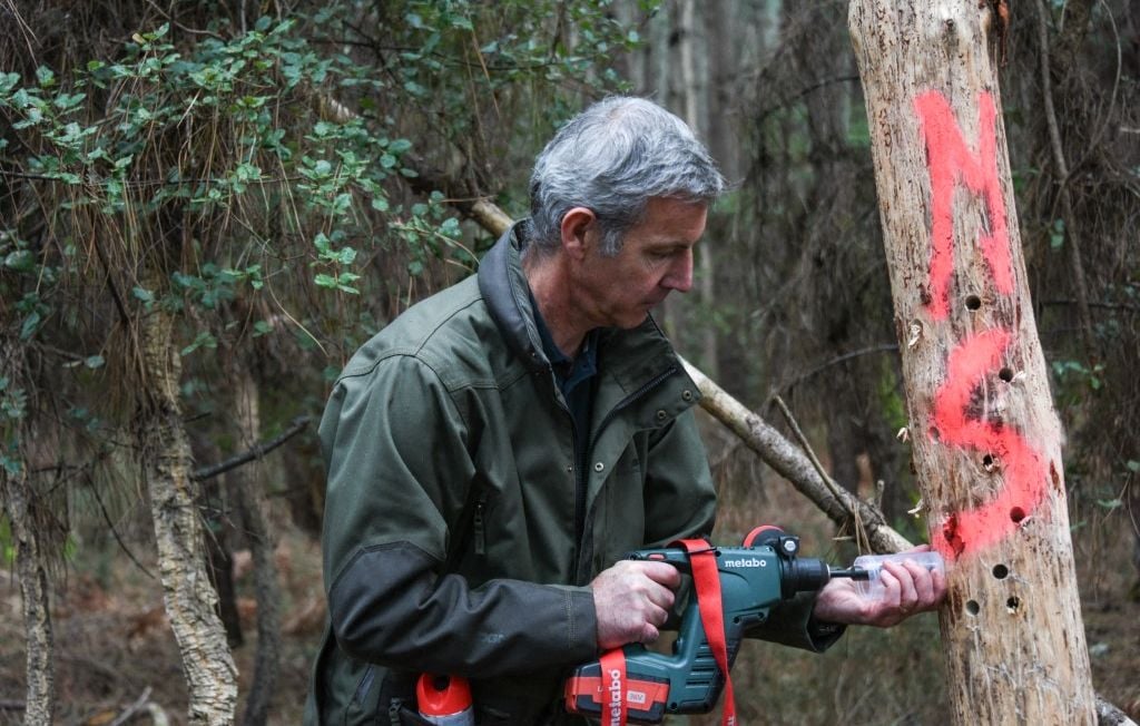 Urgence dans les Landes face à la menace du nématode des pins détecté à Seignosse