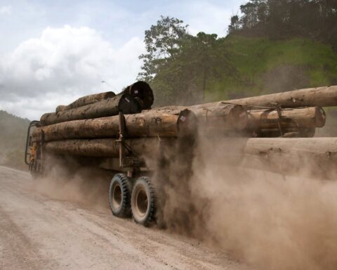Le contournement du bois russe alimente un flux constant vers l’UE malgré les sanctions