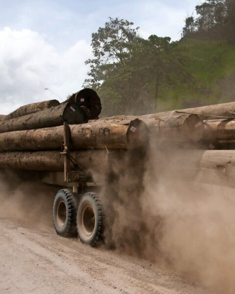 Le contournement du bois russe alimente un flux constant vers l’UE malgré les sanctions