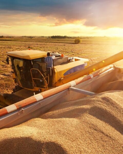 Les exportations de farine ukrainienne renforcent l’équilibre alimentaire européen