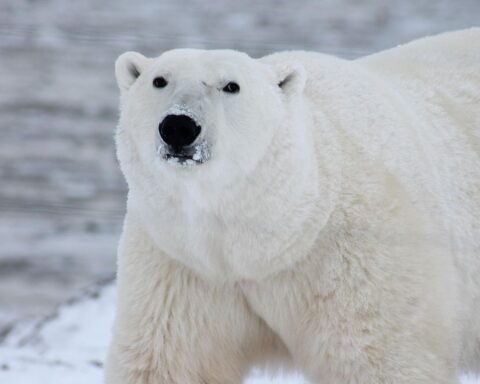 Des chercheurs observent des modifications génétiques chez les ours polaires face au réchauffement climatique