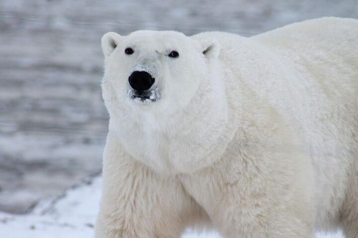 Des chercheurs observent des modifications génétiques chez les ours polaires face au réchauffement climatique