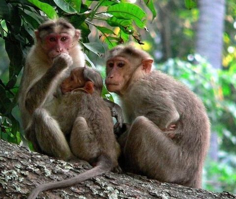 Des singes comme animaux de compagnie chez les légionnaires romains d'Égypte au Ier siècle