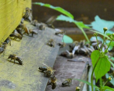 Des traces d'insecticides toxiques détectées dans la cire des ruches en France