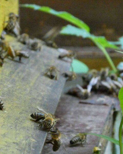 Des traces d'insecticides toxiques détectées dans la cire des ruches en France
