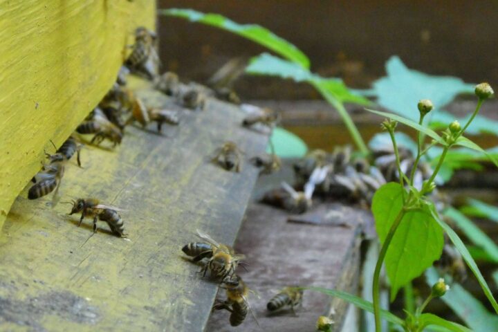 Des traces d'insecticides toxiques détectées dans la cire des ruches en France