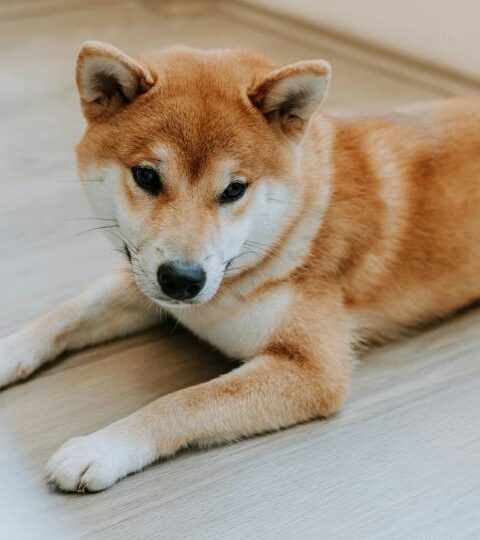 Dogecoin chute sous le niveau de support clé alors que la résistance au risque domine les marchés cryptographiques