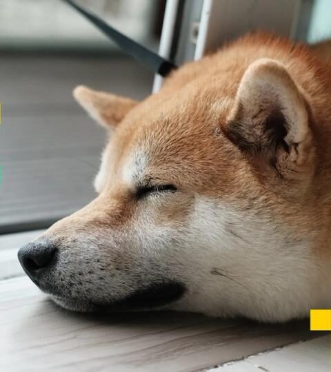 Dogecoin et Shiba Inu chutent après la rupture du support clé