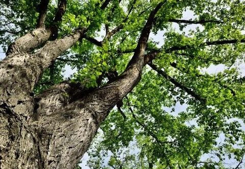 Grenoble replantera 900 arbres après les dommages causés par la tempête Benjamin