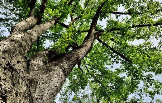 Grenoble replantera 900 arbres après les dommages causés par la tempête Benjamin