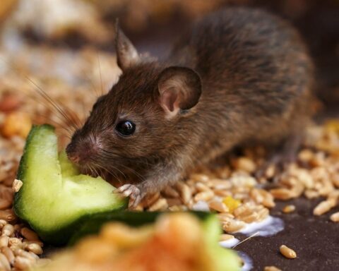 La biodiversité menacée de l'atoll français de Clipperton à cause des rats