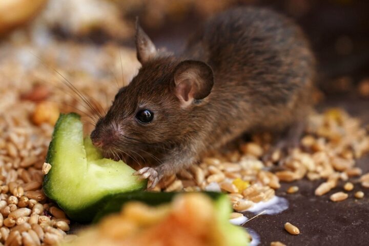 La biodiversité menacée de l'atoll français de Clipperton à cause des rats