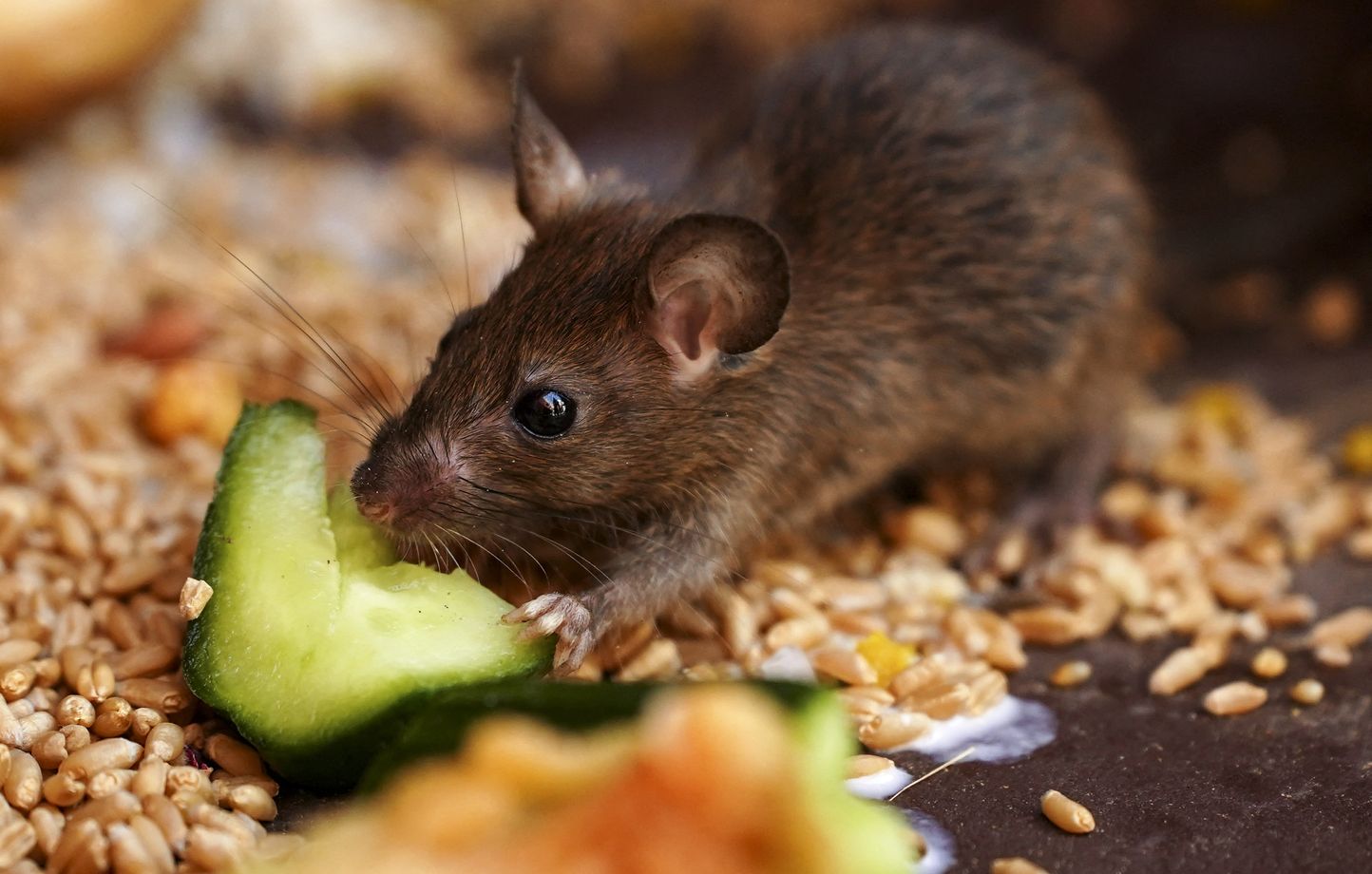 La biodiversité menacée de l'atoll français de Clipperton à cause des rats