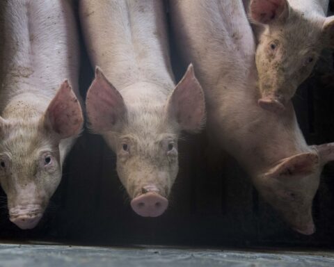 La Bretagne, première région porcine de France, s'inquiète de la menace de la peste porcine africaine
