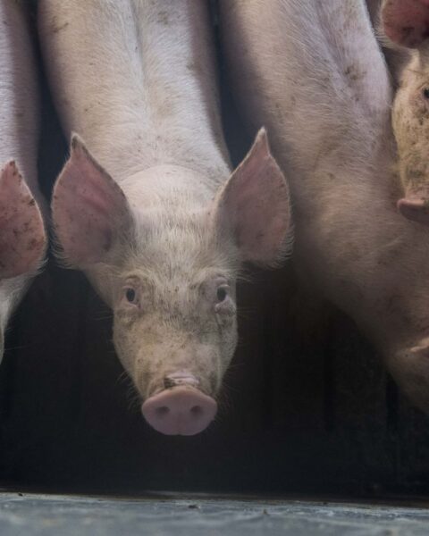 La Bretagne, première région porcine de France, s'inquiète de la menace de la peste porcine africaine