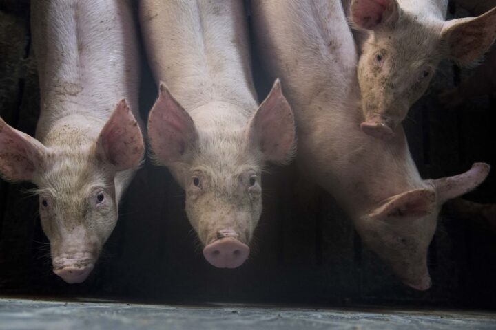 La Bretagne, première région porcine de France, s'inquiète de la menace de la peste porcine africaine