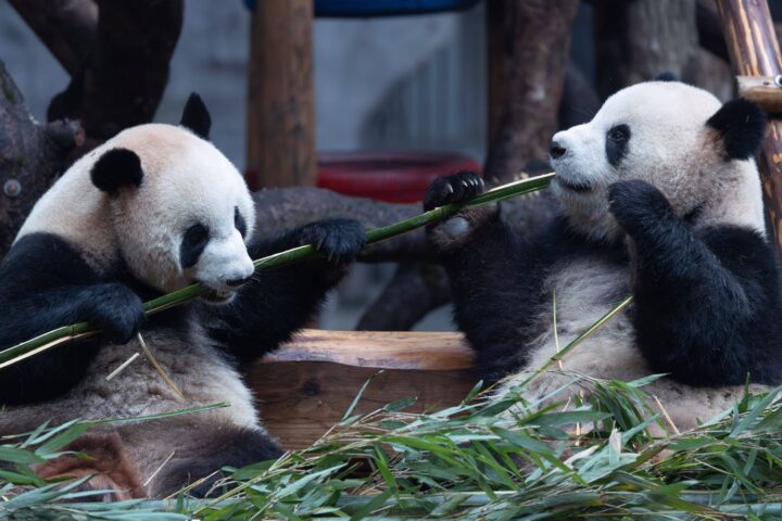 La Chine enverra de nouveaux pandas géants en France d’ici à 2027