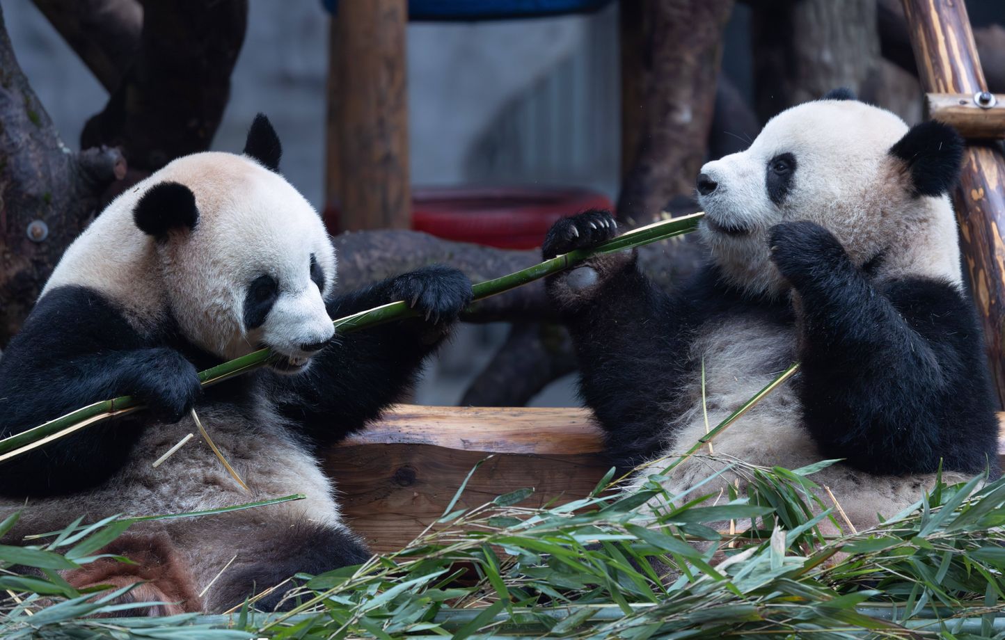 La Chine enverra de nouveaux pandas géants en France d’ici à 2027