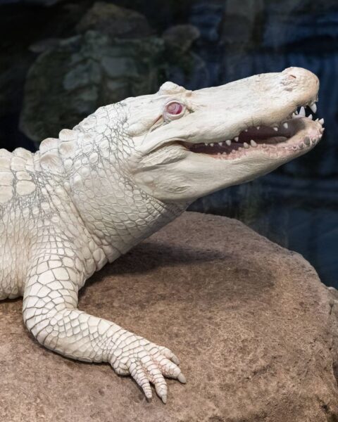 La mort de Claude, l'alligator albinos emblématique de San Francisco, suscite l'émotion