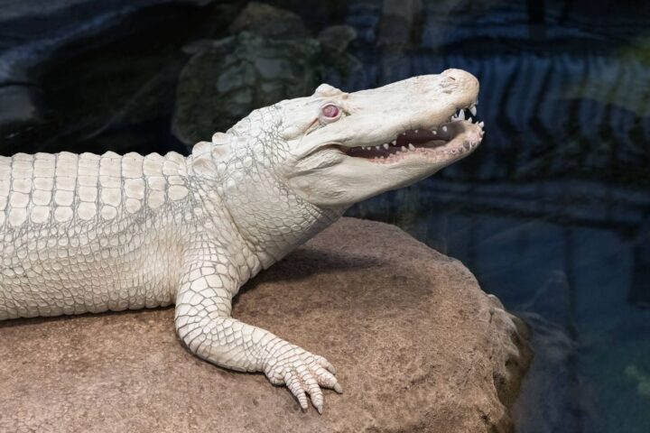 La mort de Claude, l'alligator albinos emblématique de San Francisco, suscite l'émotion