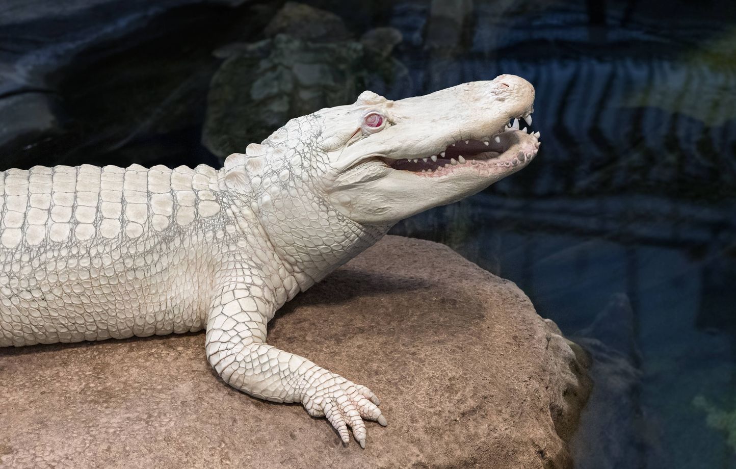 La mort de Claude, l'alligator albinos emblématique de San Francisco, suscite l'émotion