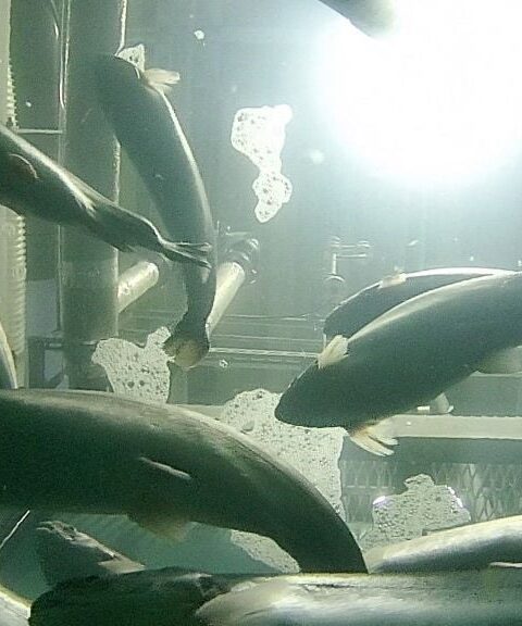 La production de saumon à terre en Gironde suscite des inquiétudes écologiques et économiques