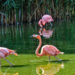 Le lynx et le flamant rose se redressent, mais la faune française demeure en péril