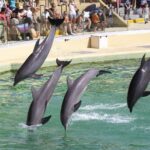 Le premier sanctuaire marin de dauphins en Italie accueillera ses premiers pensionnaires en 2026