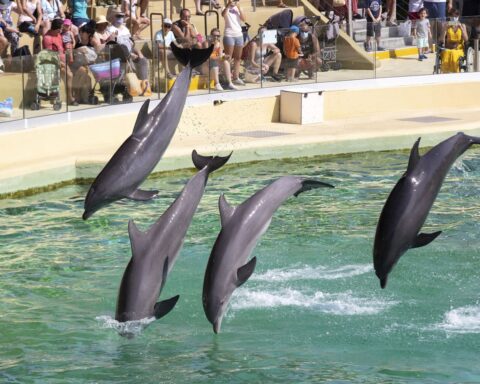 Le premier sanctuaire marin de dauphins en Italie accueillera ses premiers pensionnaires en 2026