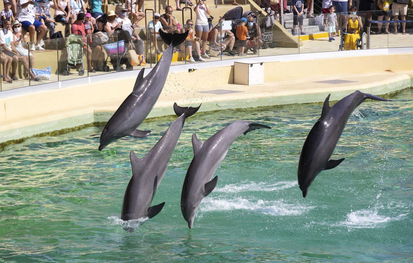 Le premier sanctuaire marin de dauphins en Italie accueillera ses premiers pensionnaires en 2026