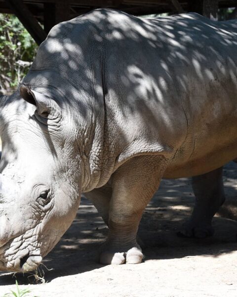 Margot, la rhinocéros blanc la plus âgée de France, décède à 43 ans au Zoo African Safari