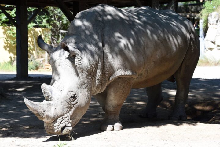 Margot, la rhinocéros blanc la plus âgée de France, décède à 43 ans au Zoo African Safari
