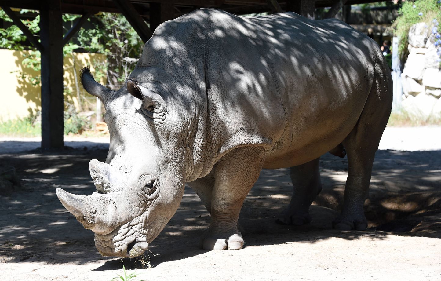 Margot, la rhinocéros blanc la plus âgée de France, décède à 43 ans au Zoo African Safari
