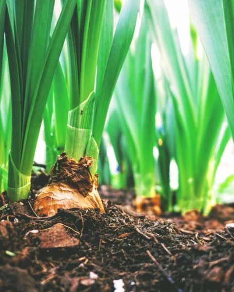 Mercosur : rapport sur un accord nuisible pour l'agriculture française