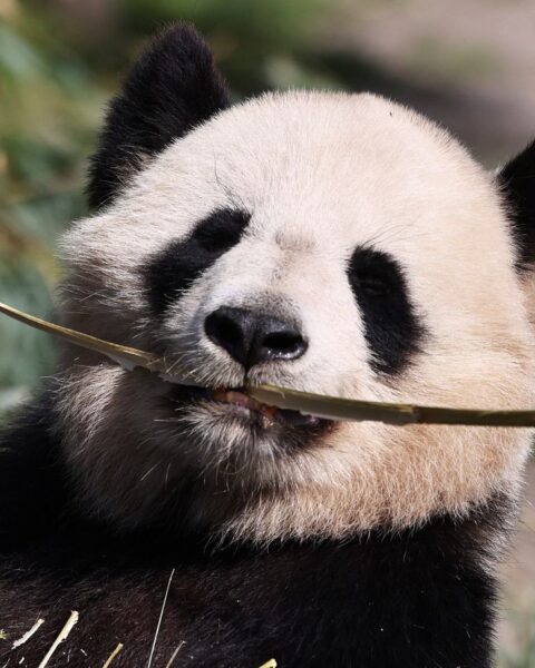 Naissance de Satrio Wiratama, premier bébé panda géant en Indonésie, symbole d'espoir pour son espèce