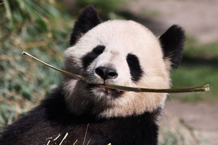 Naissance de Satrio Wiratama, premier bébé panda géant en Indonésie, symbole d'espoir pour son espèce