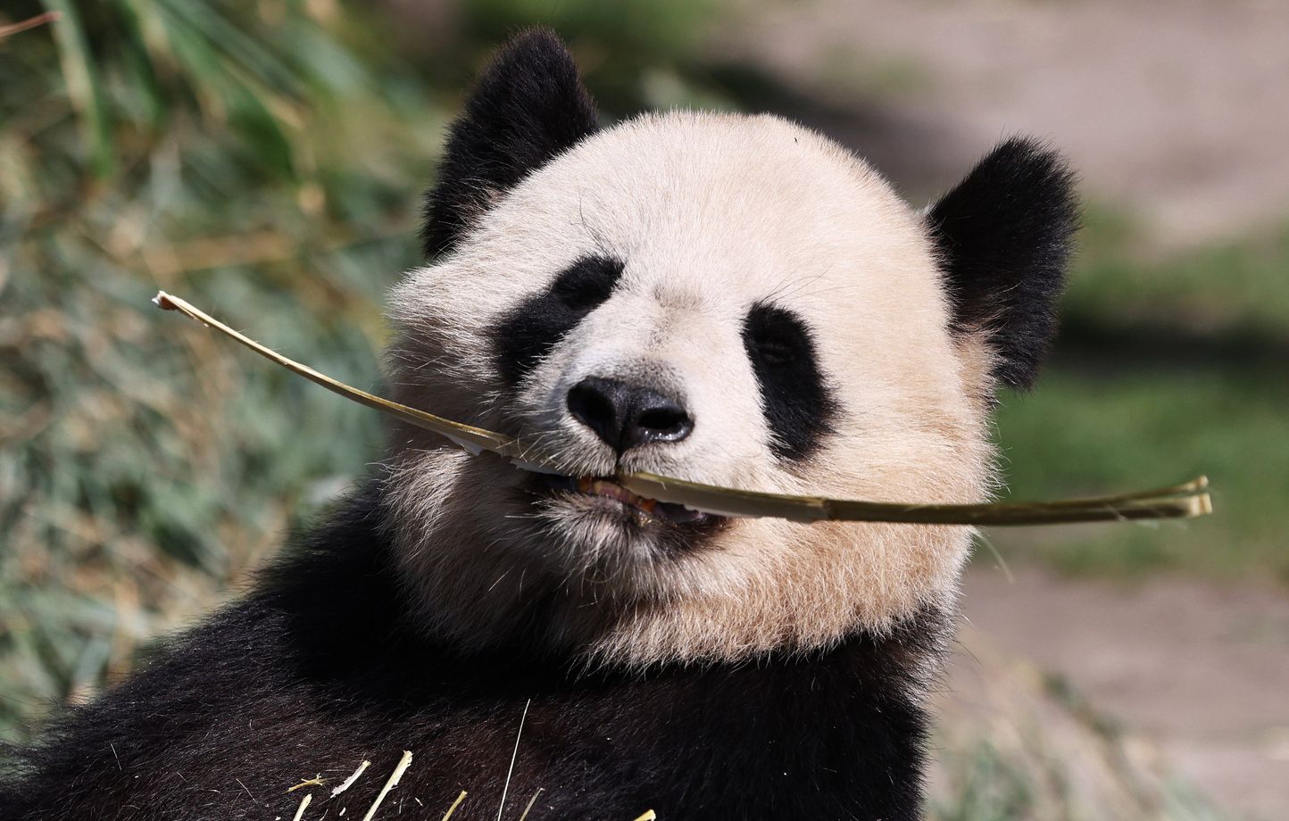 Naissance de Satrio Wiratama, premier bébé panda géant en Indonésie, symbole d'espoir pour son espèce