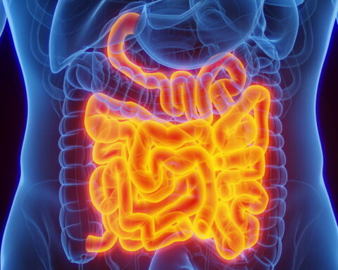 Pourquoi la longueur de l'intestin grêle optimise-t-elle l'absorption des nutriments ?