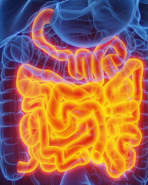 Pourquoi la longueur de l'intestin grêle optimise-t-elle l'absorption des nutriments ?