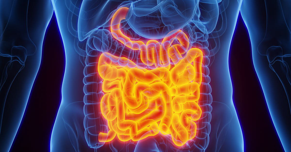 Pourquoi la longueur de l'intestin grêle optimise-t-elle l'absorption des nutriments ?