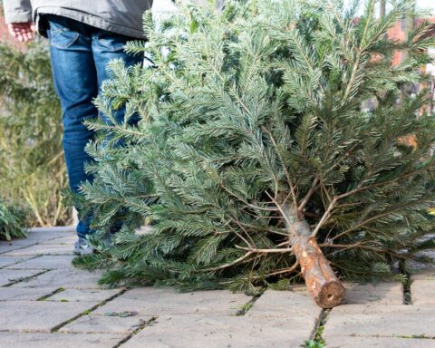 Quand doit-on enlever son sapin de Noël selon la tradition ?