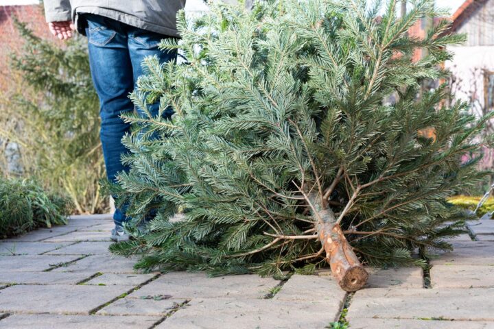 Quand doit-on enlever son sapin de Noël selon la tradition ?