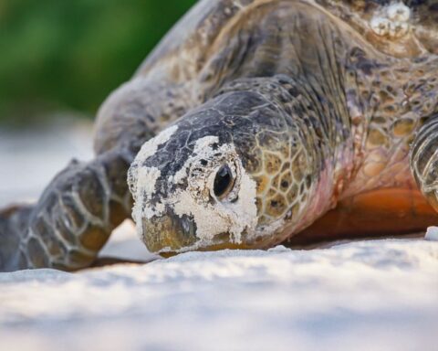 Sept bonnes nouvelles à retenir cette année