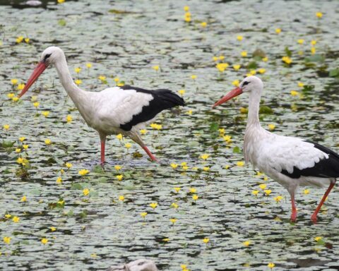 Suspicion de grippe aviaire après la mort de 400 cigognes près de Madrid